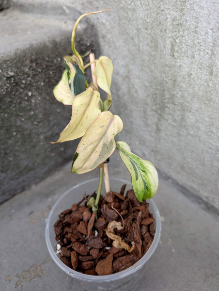 Philodendron micans pink mint marble variegata - A