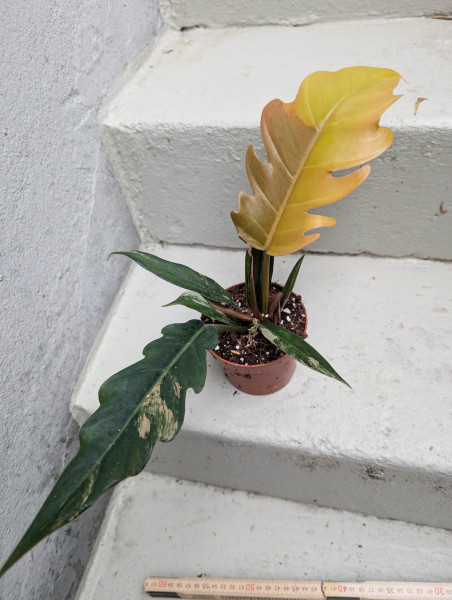 Philodendron Caramel Marble - A