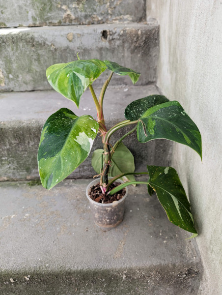 Philodendron White Princess Tricolor / Fresh Aurea - A