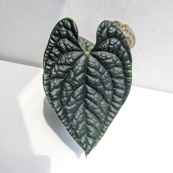 Anthurium Luxurians – Top cutting, fully rooted