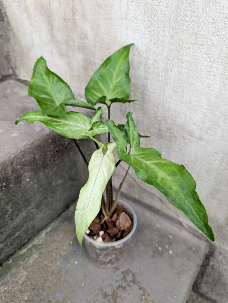 Syngonium Little Star mint