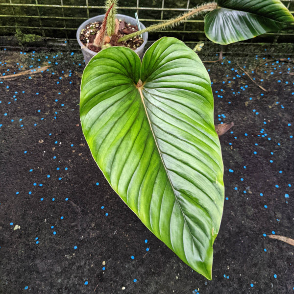 Philodendron serpens | Philodendron | Plants | We Love Aroids