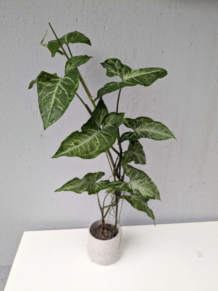 Syngonium Green Freckles Mutation - big