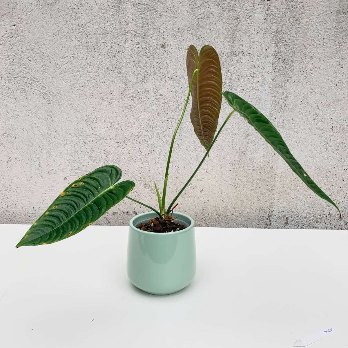 Anthurium veitchii narrow form | Anthurium | Plants | We Love Aroids