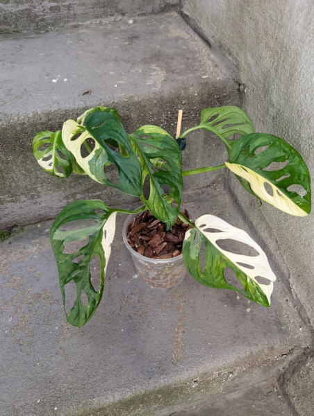 Monstera adansonii variegata - F