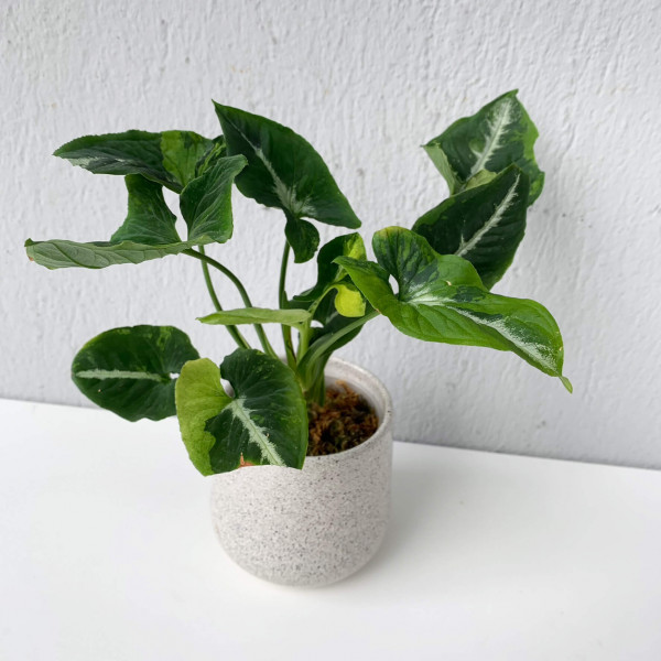 Syngonium Scramled Eggs