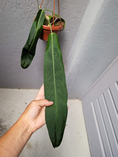 Anthurium pallidiflorum - D