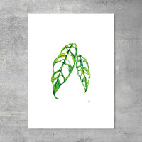 We love Aroids x JB Botanical Arts „OBLIQUA“ 30x40cm - 150g fine art print