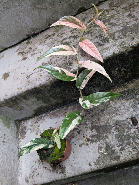 Ficus sagittata pink variegata - B