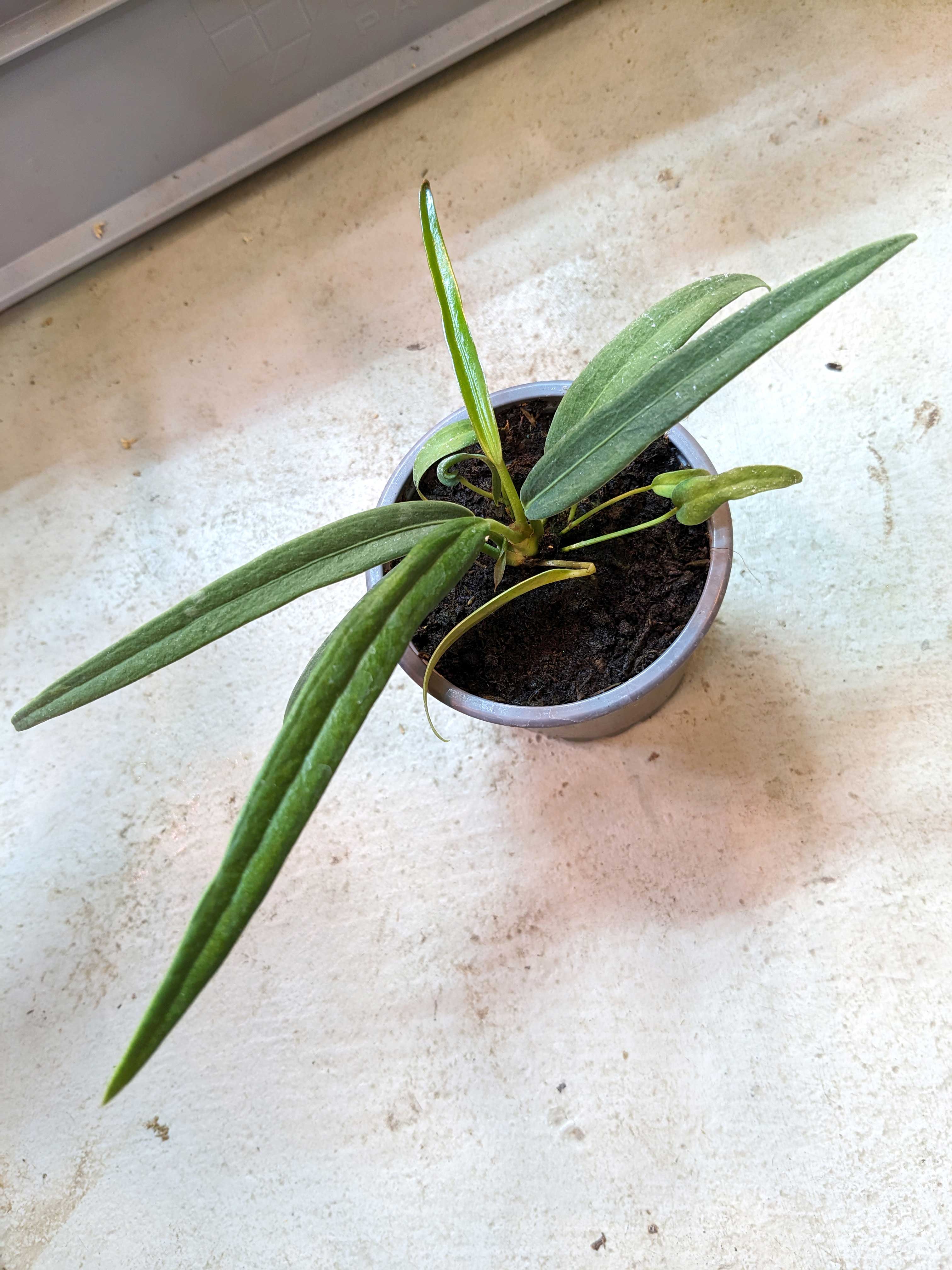 bogenhanf Sansevieria Moonshine ca 50 cm Bogenhanf Zimmerpflanze Schwiegermutter   Blumen-Senf