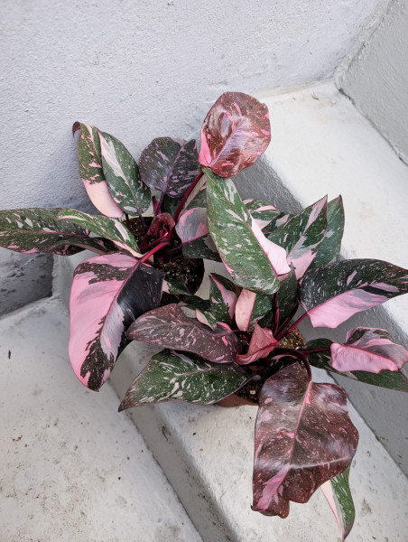 Philodendron Pink Princess Galaxy