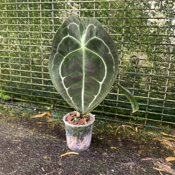 Anthurium forgetii white stripes – C