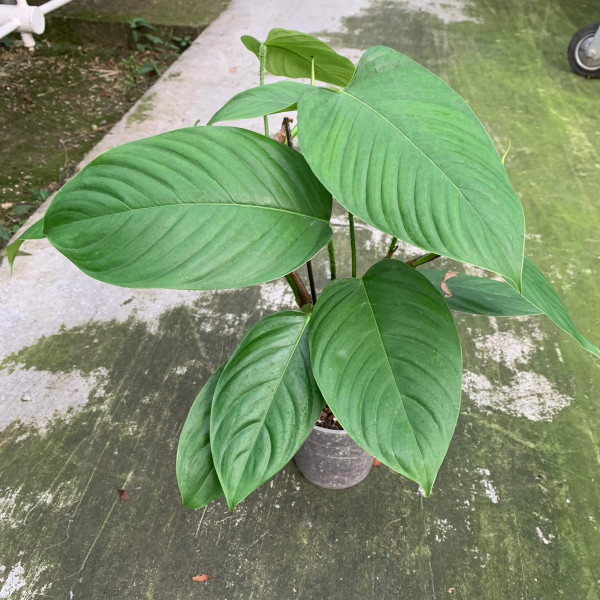 Philodendron genevieveanum