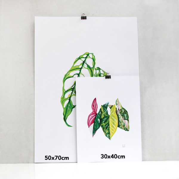 We love Aroids x JB Botanical Arts „SYNGONIUM TRIO“