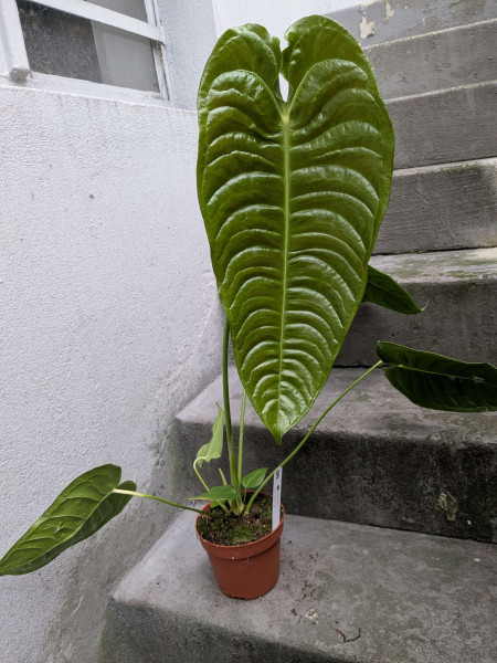 Anthurium veitchii XXL - B