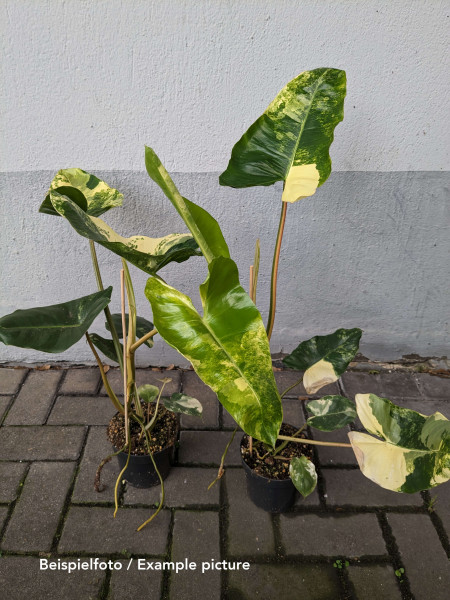 Philodendron Burle Marx variegata - XL