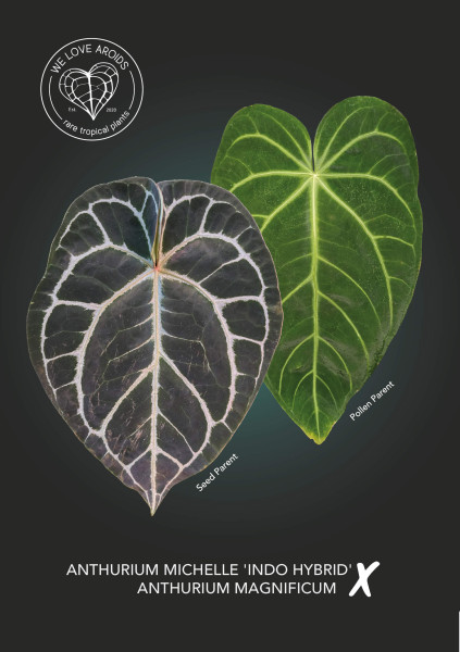 Anthurium Michelle Indo Hybrid x magnificum