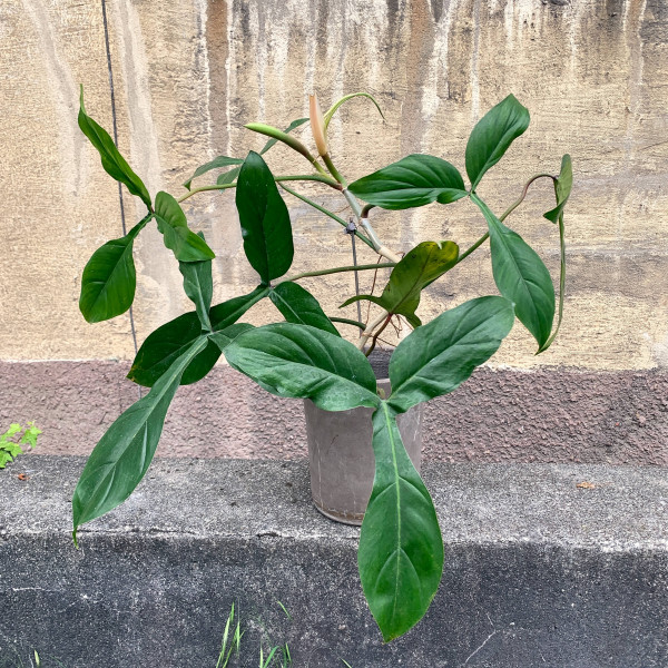 Philodendron 69686 - XL