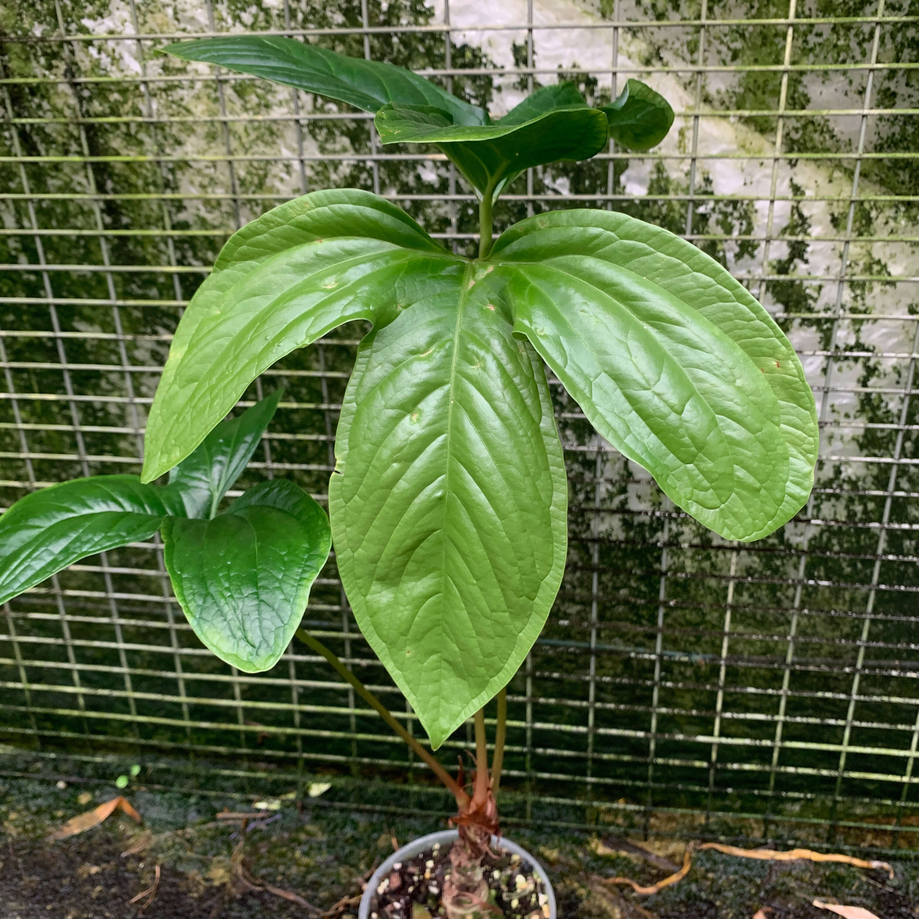 Anthurium moronense | Anthurium | Plants | We Love Aroids