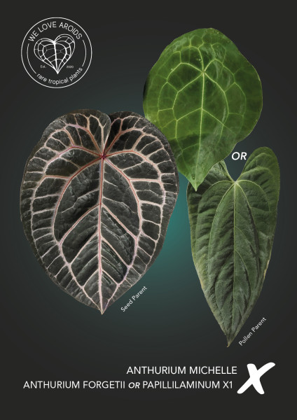 Anthurium Michelle x forgetii or papillilaminum X1