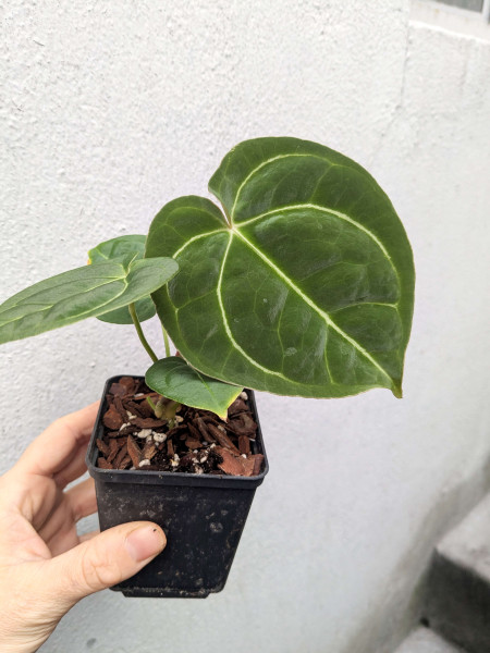 Anthurium (Red crystallinum NSE x KoS) x (papi x Goliath/Darkest Panama) - selected Seedling B