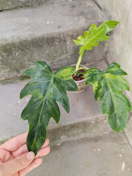 Philodendron radiatum variegata - A