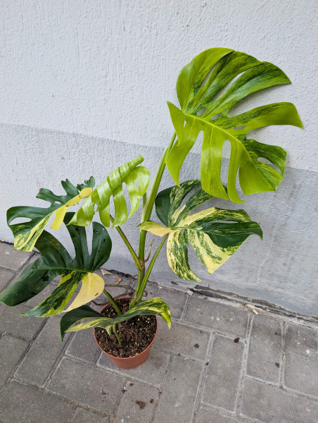 Monstera aurea variegata - E