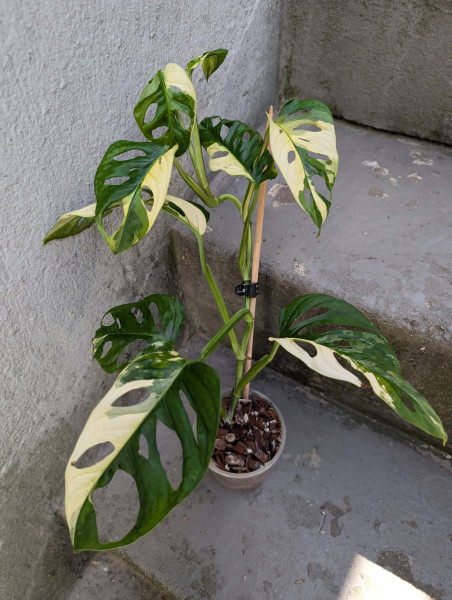 Monstera adansonii variegata - D