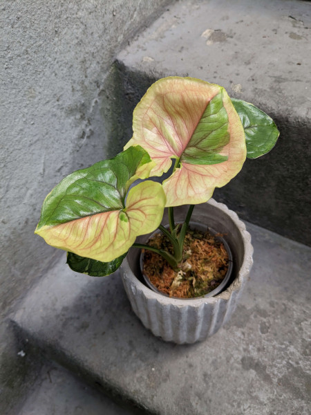Syngonium Mango Allusion / Orm Thong variegata - C