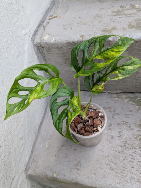 Monstera adansonii aurea variegata small - C