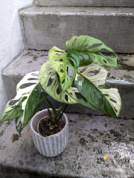 Monstera adansonii variegata