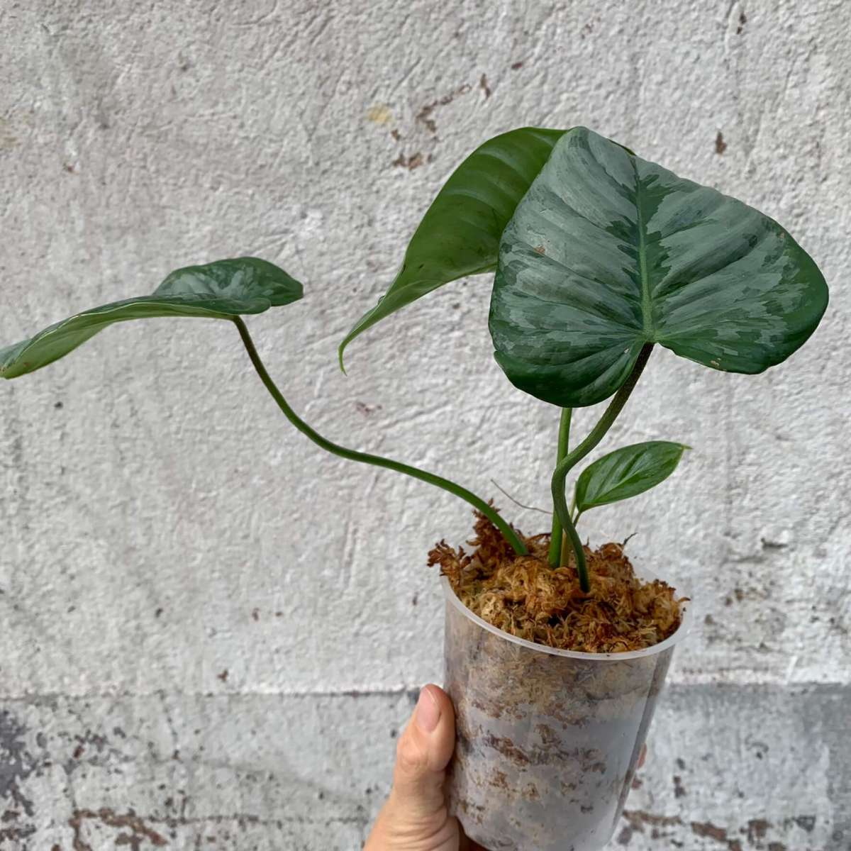 Philodendron sodiroi small - B | Philodendron | Plants | We Love Aroids