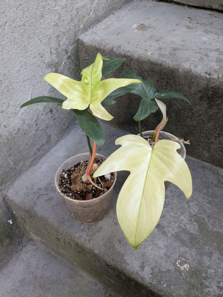 Philodendron Florida Ghost - small