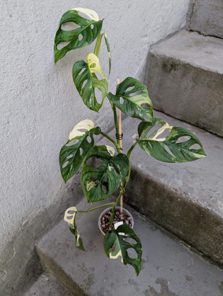 Monstera adansonii variegata - B