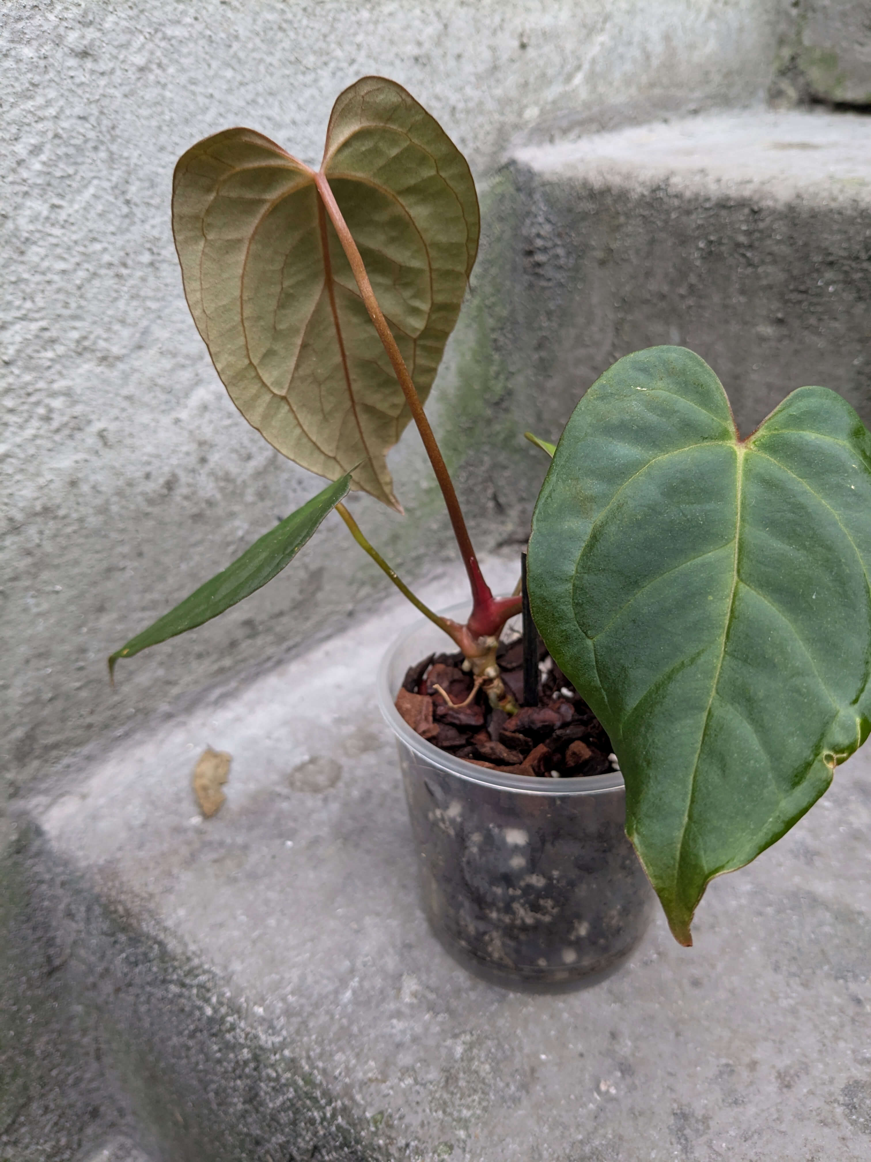 Anthurium Goliath/Darkest Panama x blue papillilaminum | Anthurium