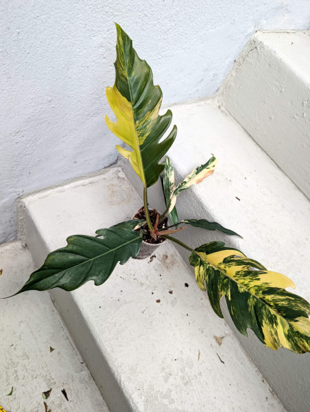 Philodendron Caramel Marble - C