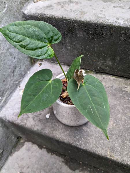 Anthurium Goliath / Darkest Panama - small