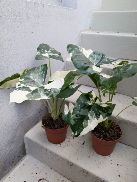 Alocasia macrorrhiza variegata
