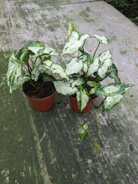 Syngonium Three Kings / Magic Marble