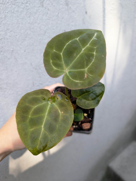 Anthurium Michelle x forgetii or papillilaminum X1 - selected Seedling B