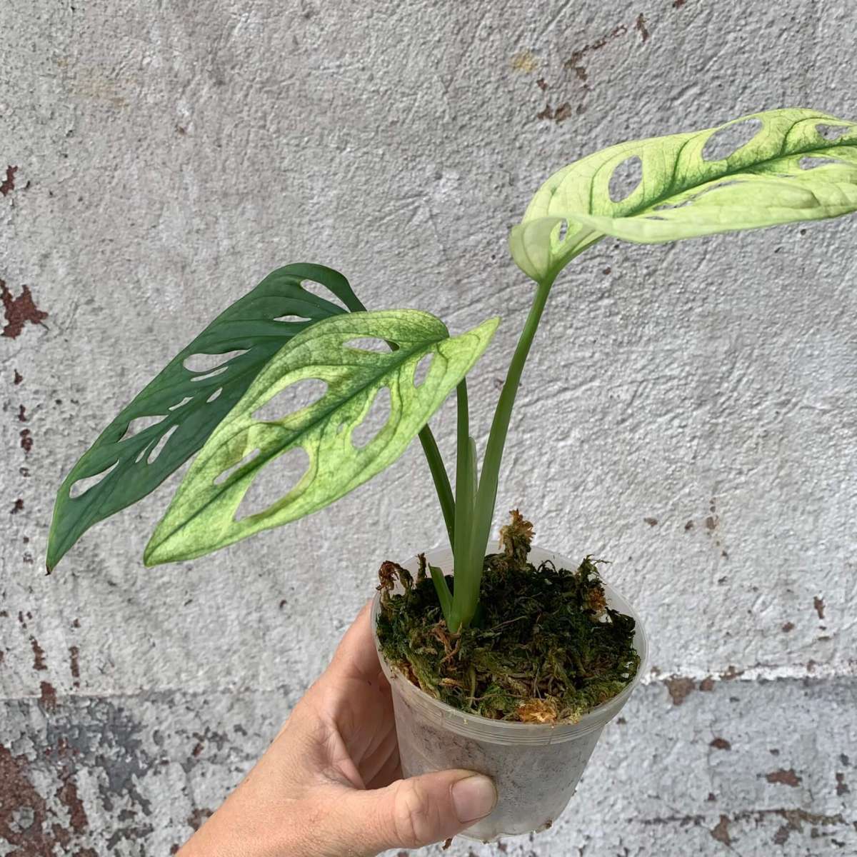 Monstera adansonii „swedish ghost“ B1 variegated Plants Plants We Love Aroids