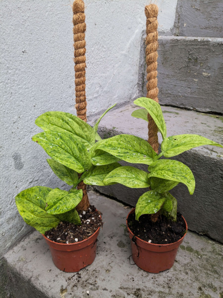 Rhaphidophora korthalsii marble aurea