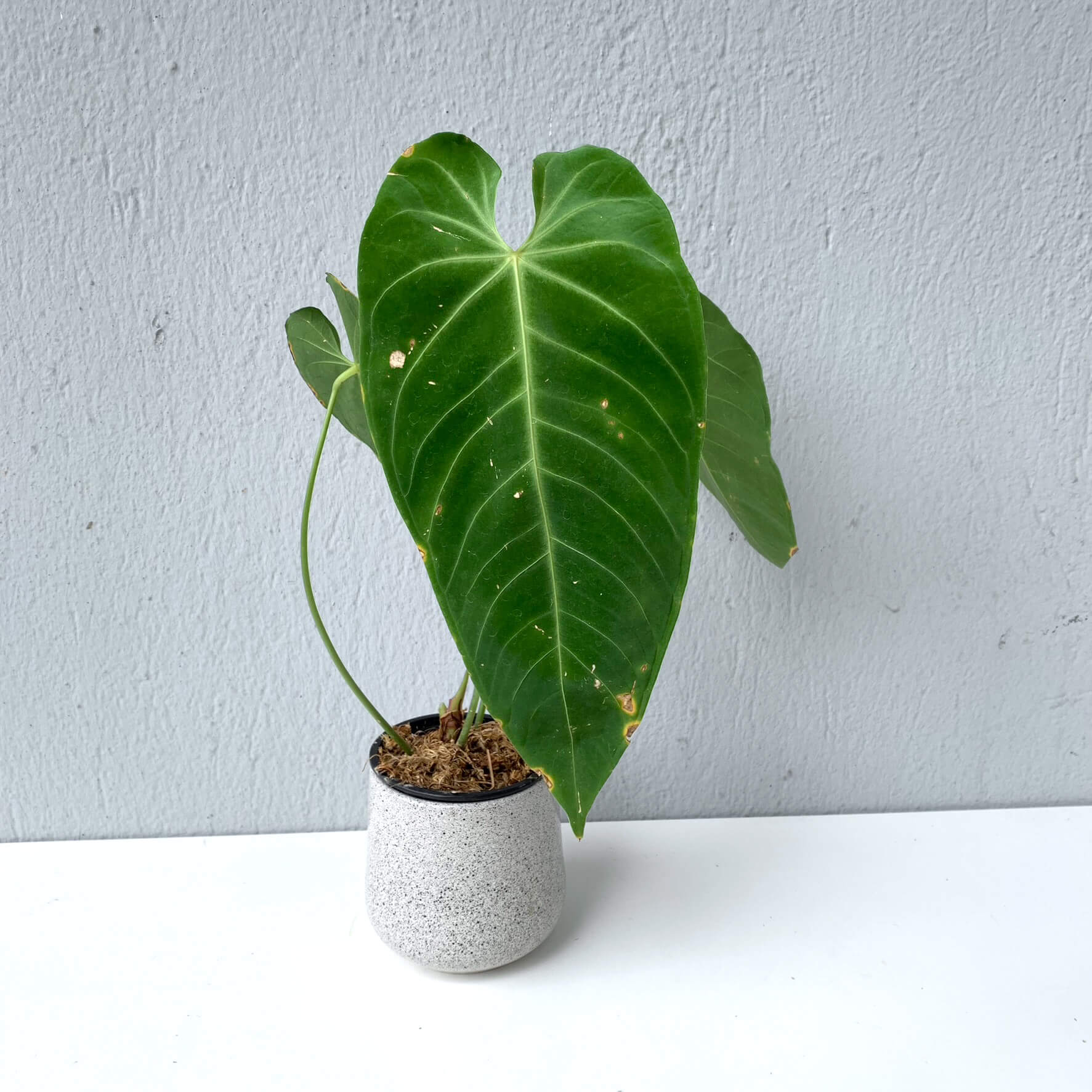 Anthurium angamarcanum | Anthurium | Plants | We Love Aroids