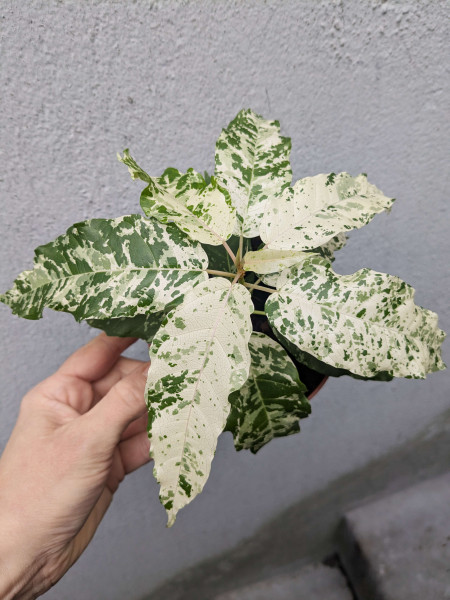 Ficus Snowstorm
