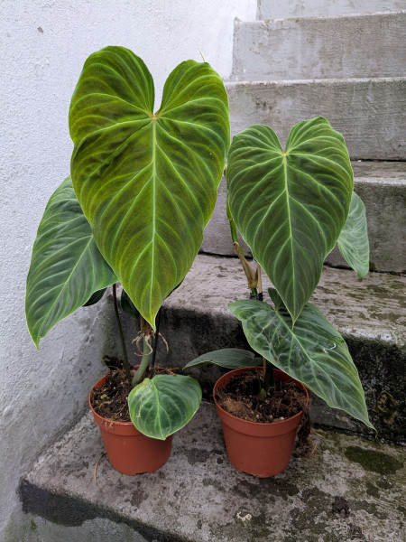 Philodendron Splendid (verrucosum x melanochrysum)