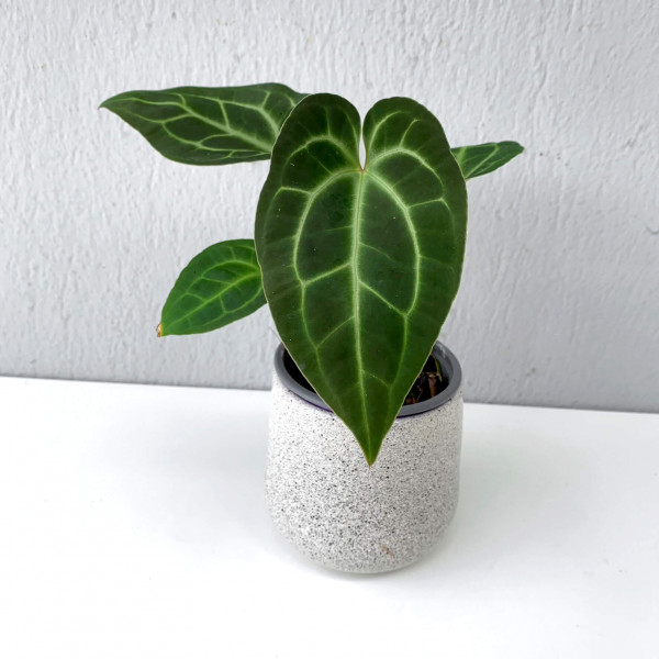 Anthurium besseae aff silver – small