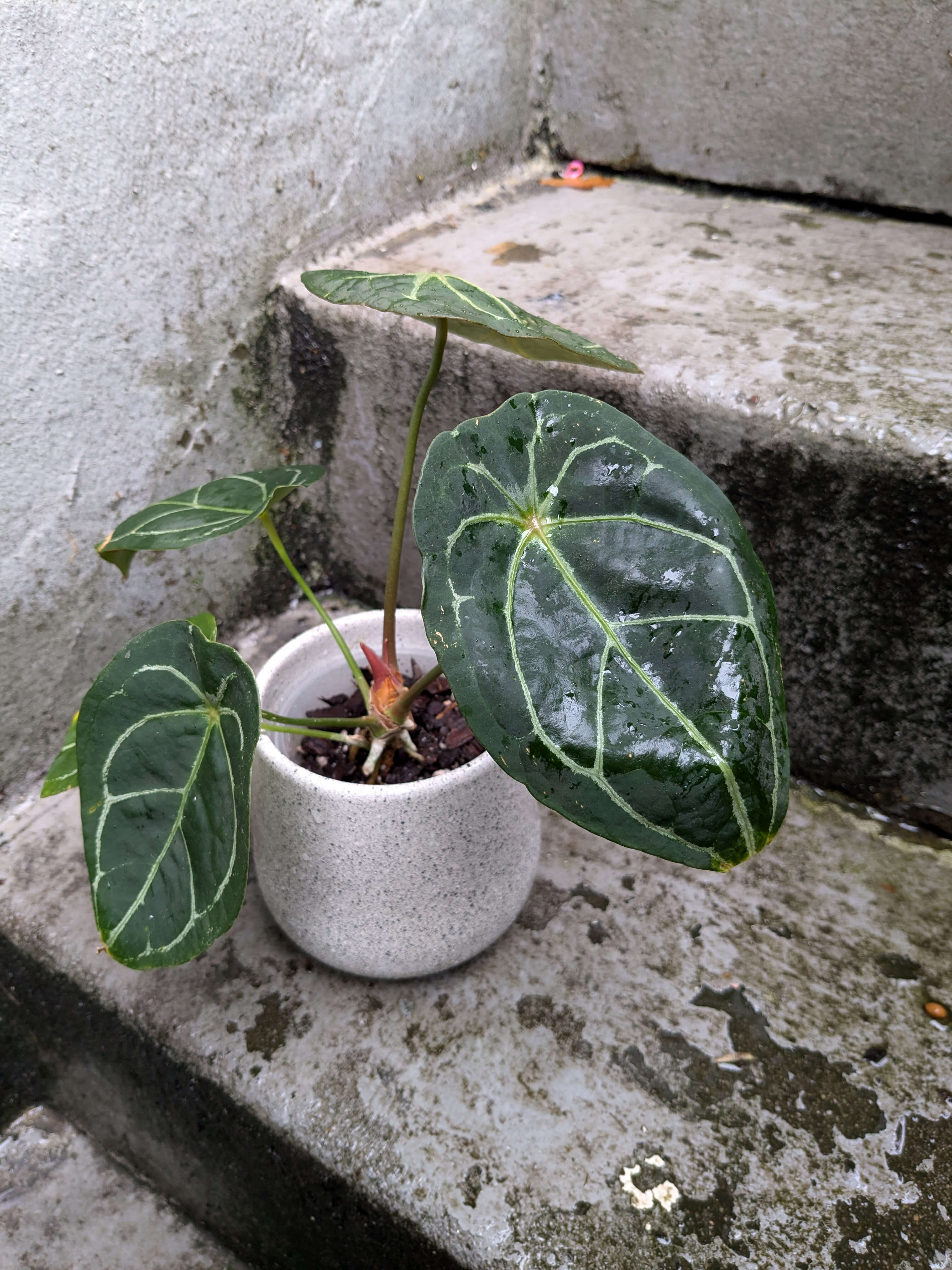 Anthurium X 'Red spider' アンスリウムレッドスパイダー セルフ