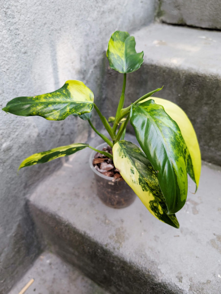 Philodendron domesticum variegata - B