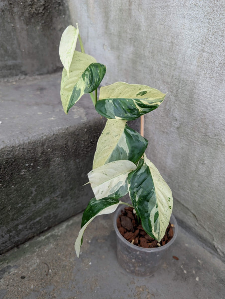 Monstera laniata variegata - D