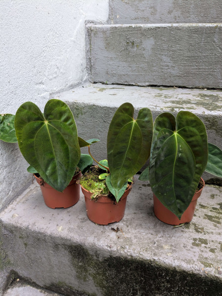 Anthurium papillilaminum - small